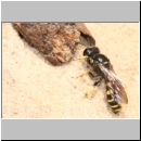 Crabro peltarius - Grabwespe w11 12mm.jpg